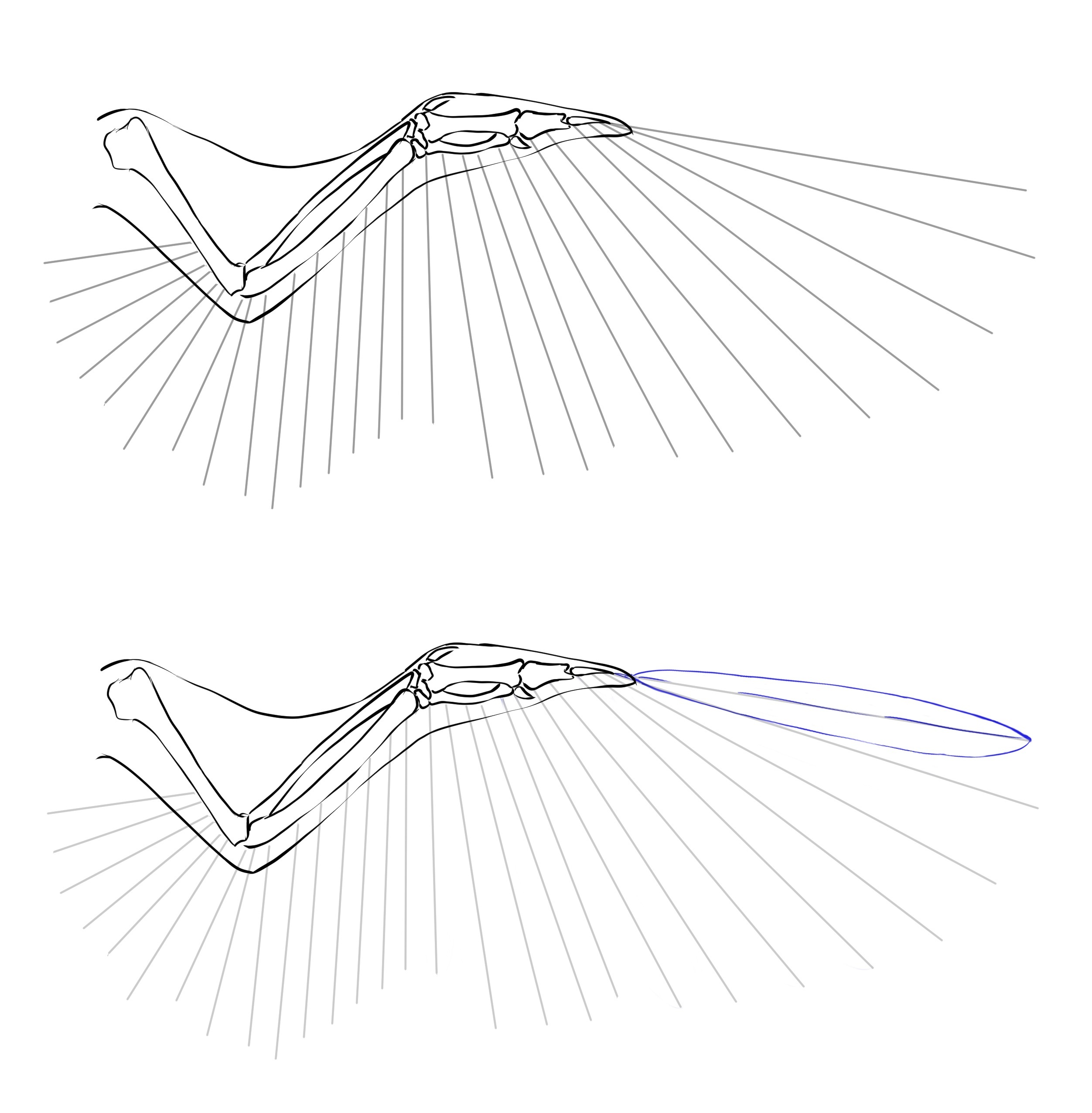 关于翅膀你需要知道的一切。 “我的绘图参考线#1” 作者安藤零- 绘画技巧| CLIP STUDIO TIPS