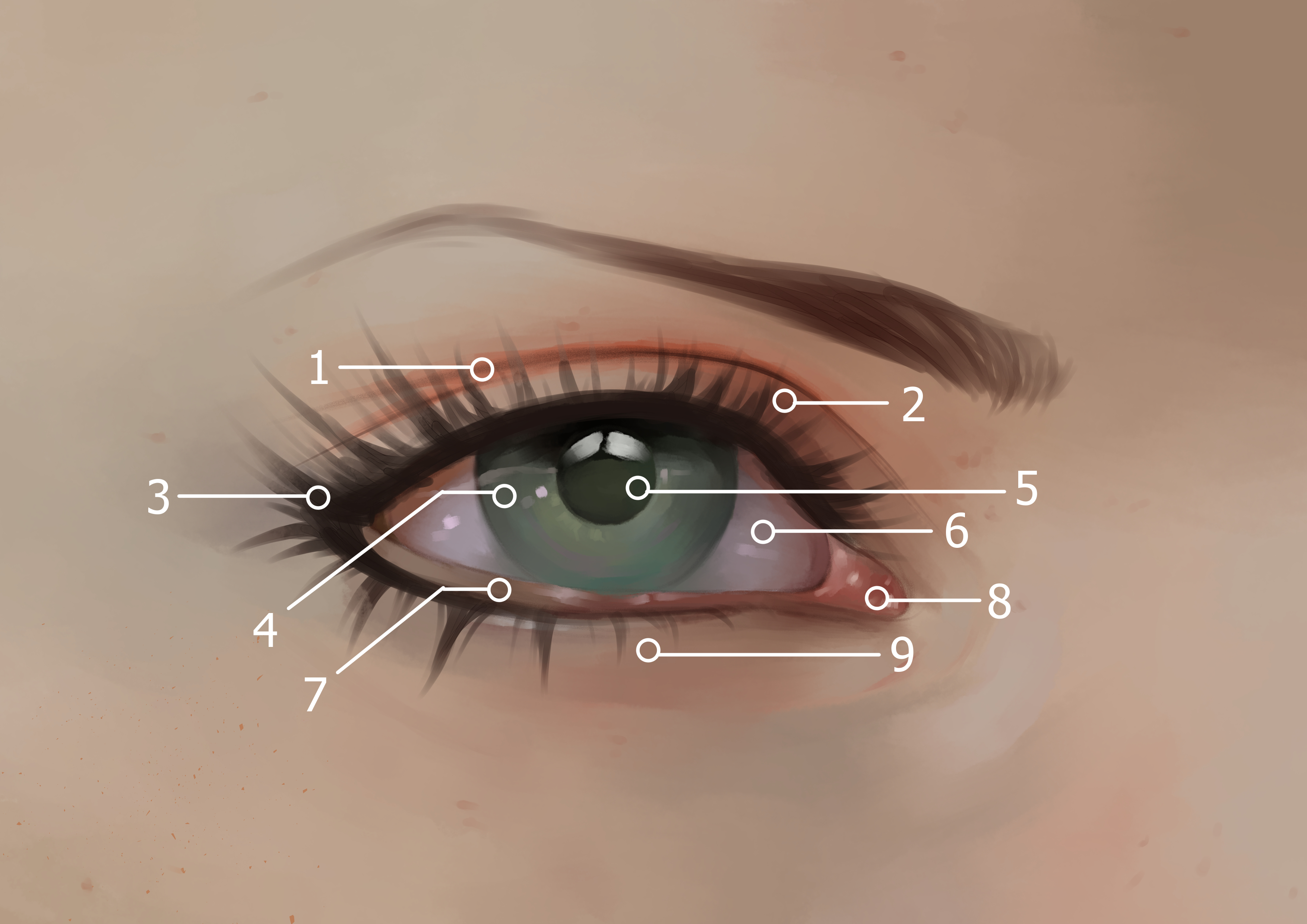 A simple guide for making eyes ～6 steps to draw translucent eyes～   MediBang Paint - the free digital painting and manga creation software