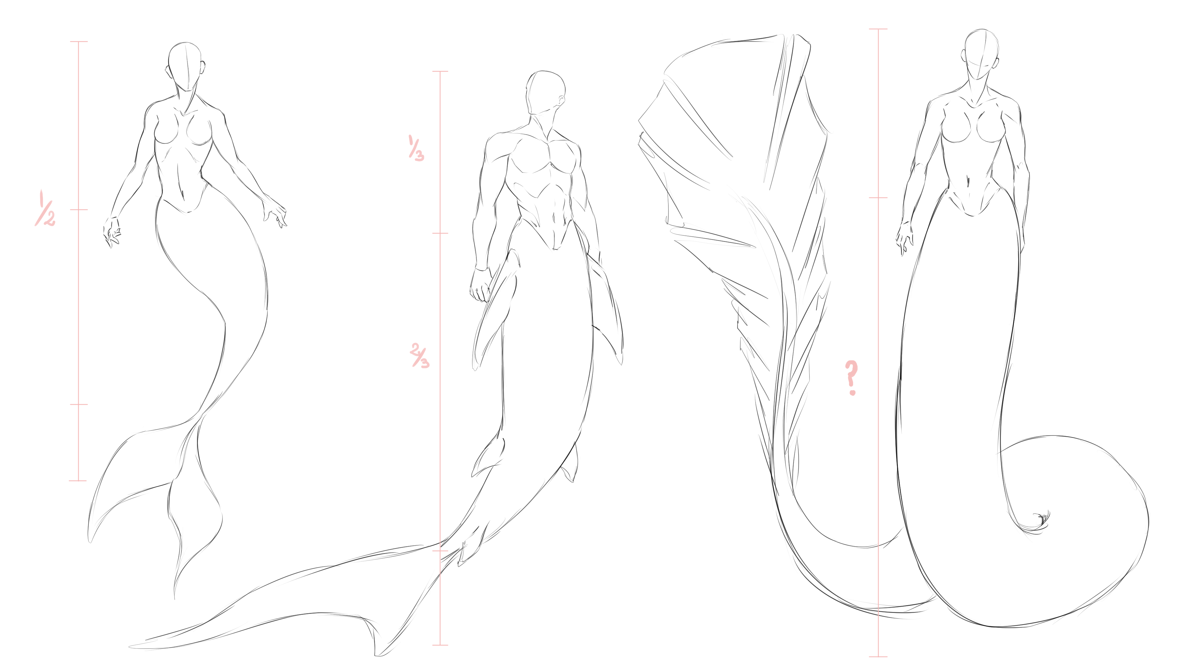 Mermaid Tail Anatomy