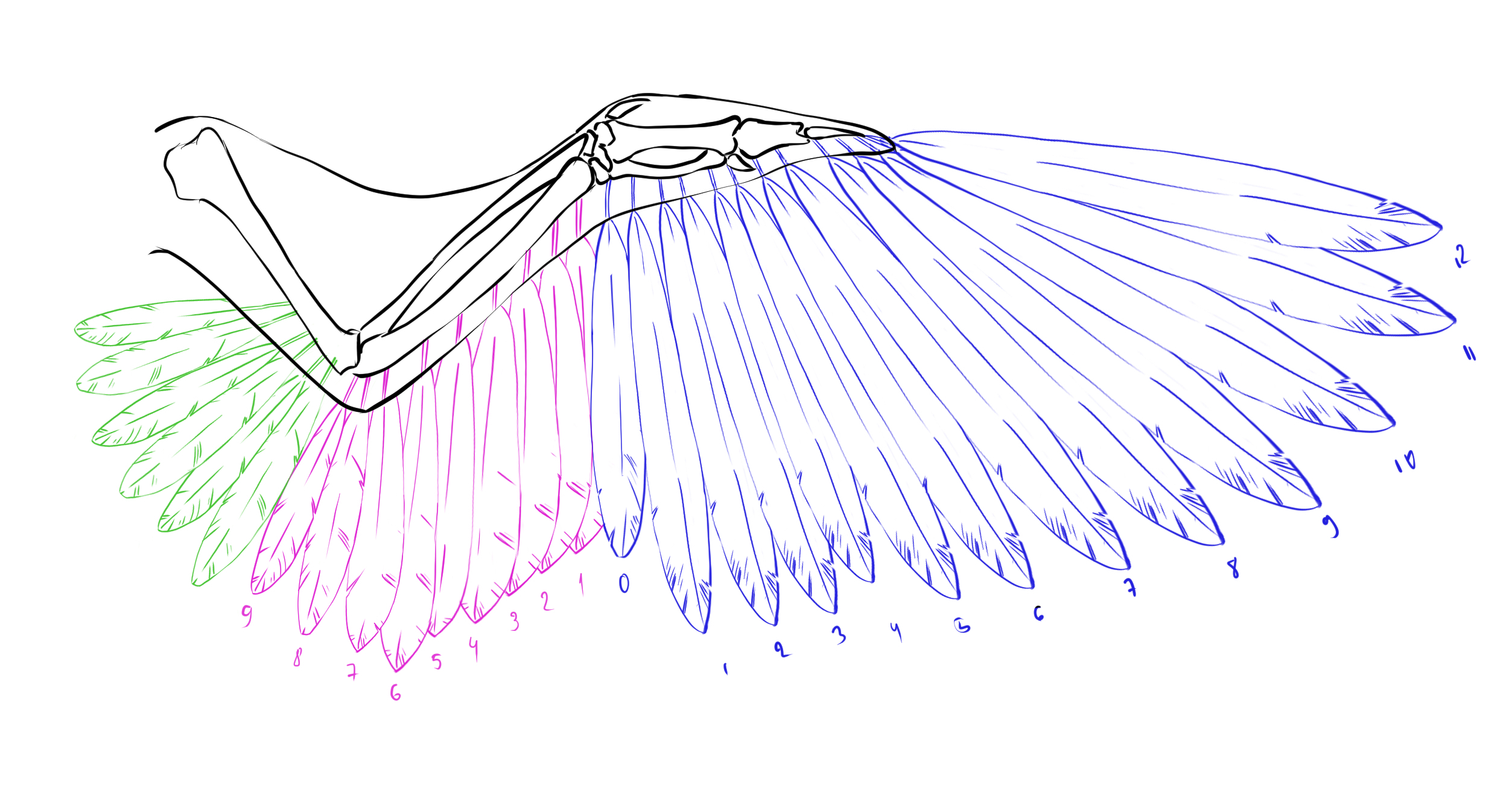 How To Draw Simple Manga Hands ✧ Easy 