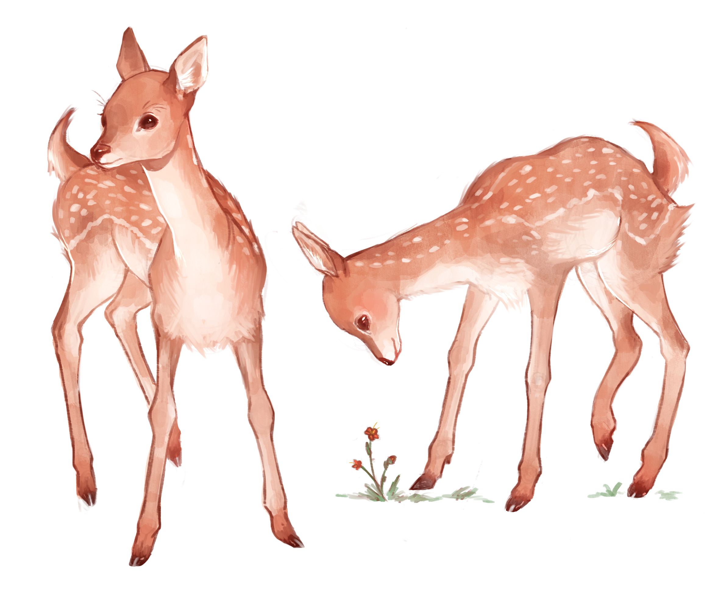 How To Fully Draw A Cute Fawn By Akylha Clip Studio Tips