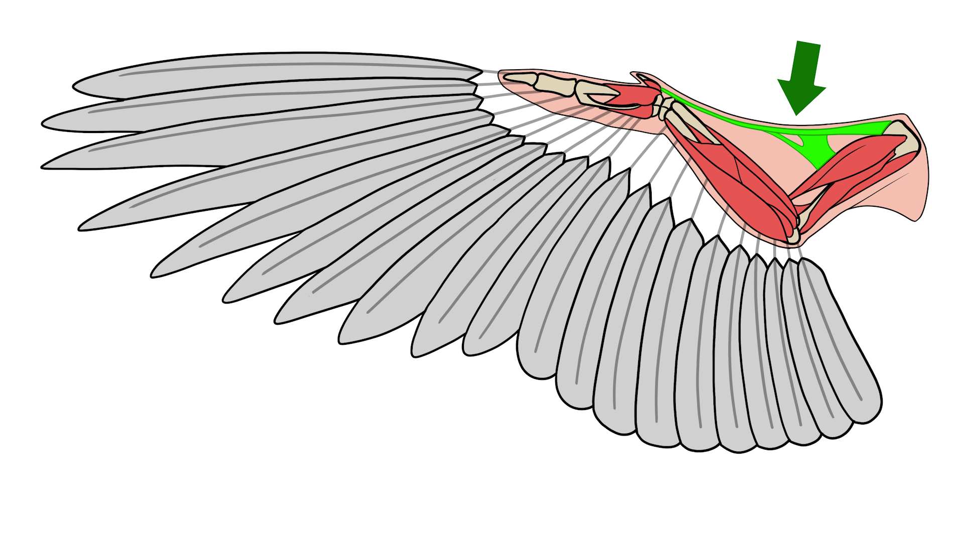 Bird Wing Anatomy Feathers