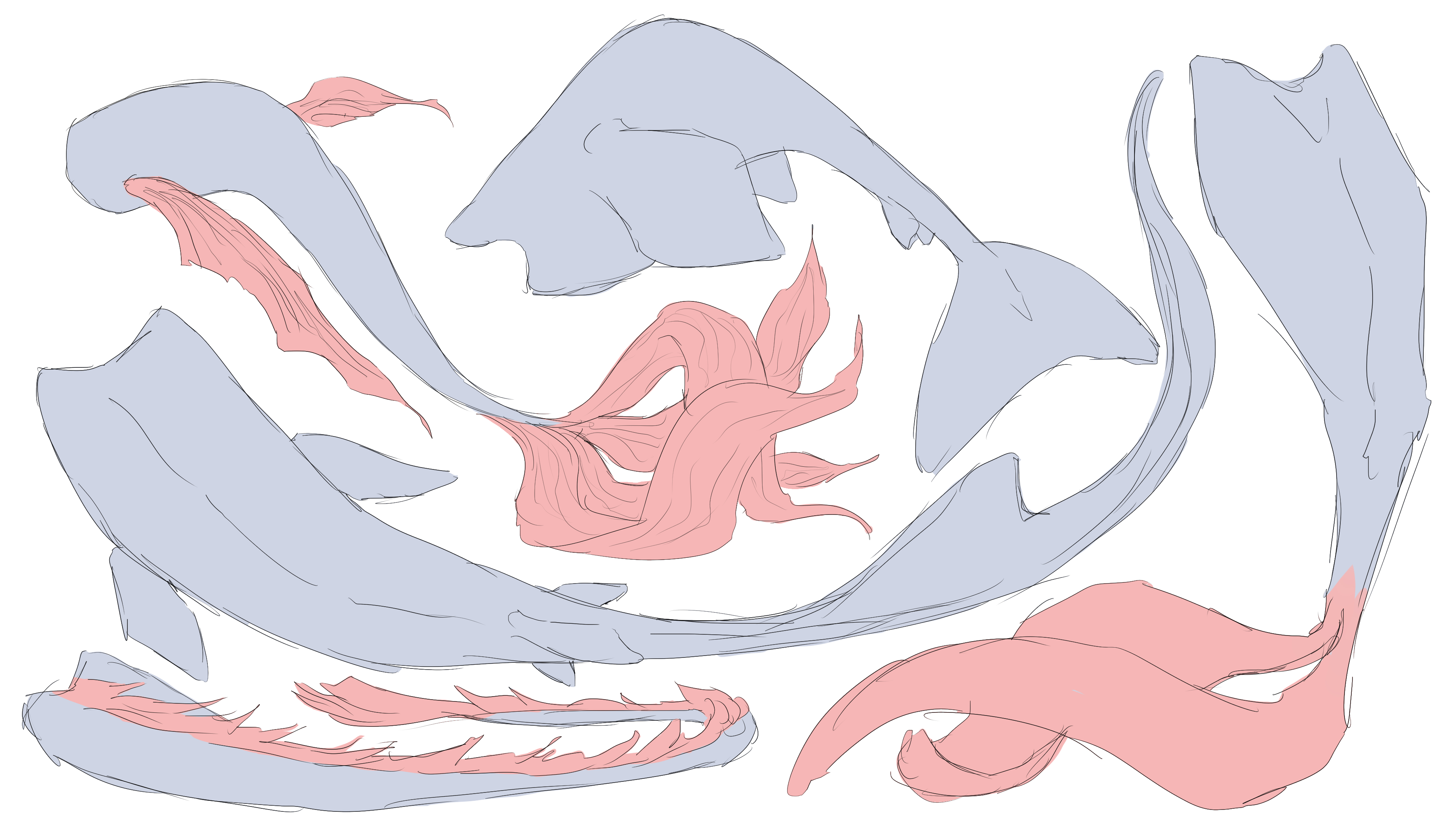 mermaid tail anatomy