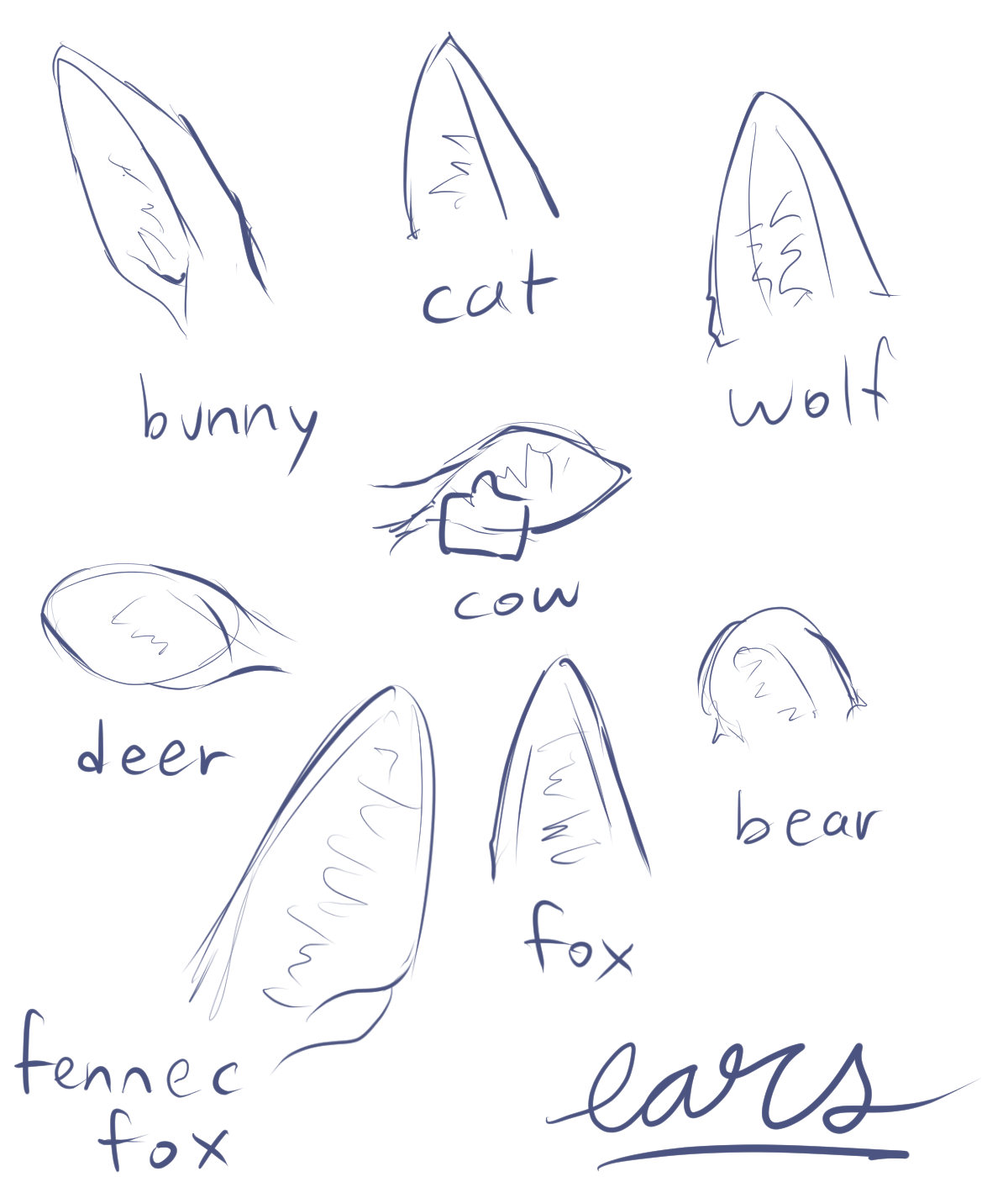 Why Do Ears of Animals Have Different Shapes