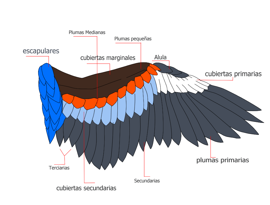 Cómo son las alas de las mariposas? - Guía básica con funciones y usos