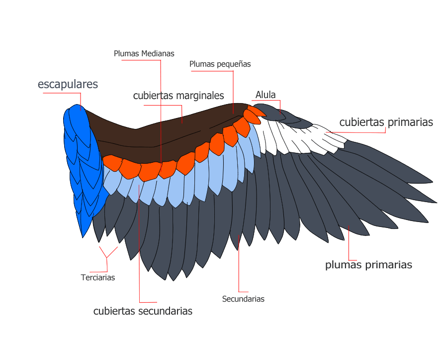 Dessin De L'aile De L'oiseau Avec Les Plumes Détaillées Sur Le