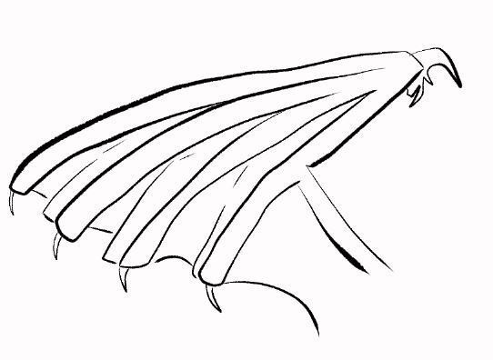 Featured image of post The Best 24 Human Base Drawing With Wings