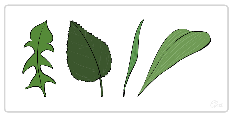 花の描き方 植物 1 By Cheishiru Clip Studio Tips
