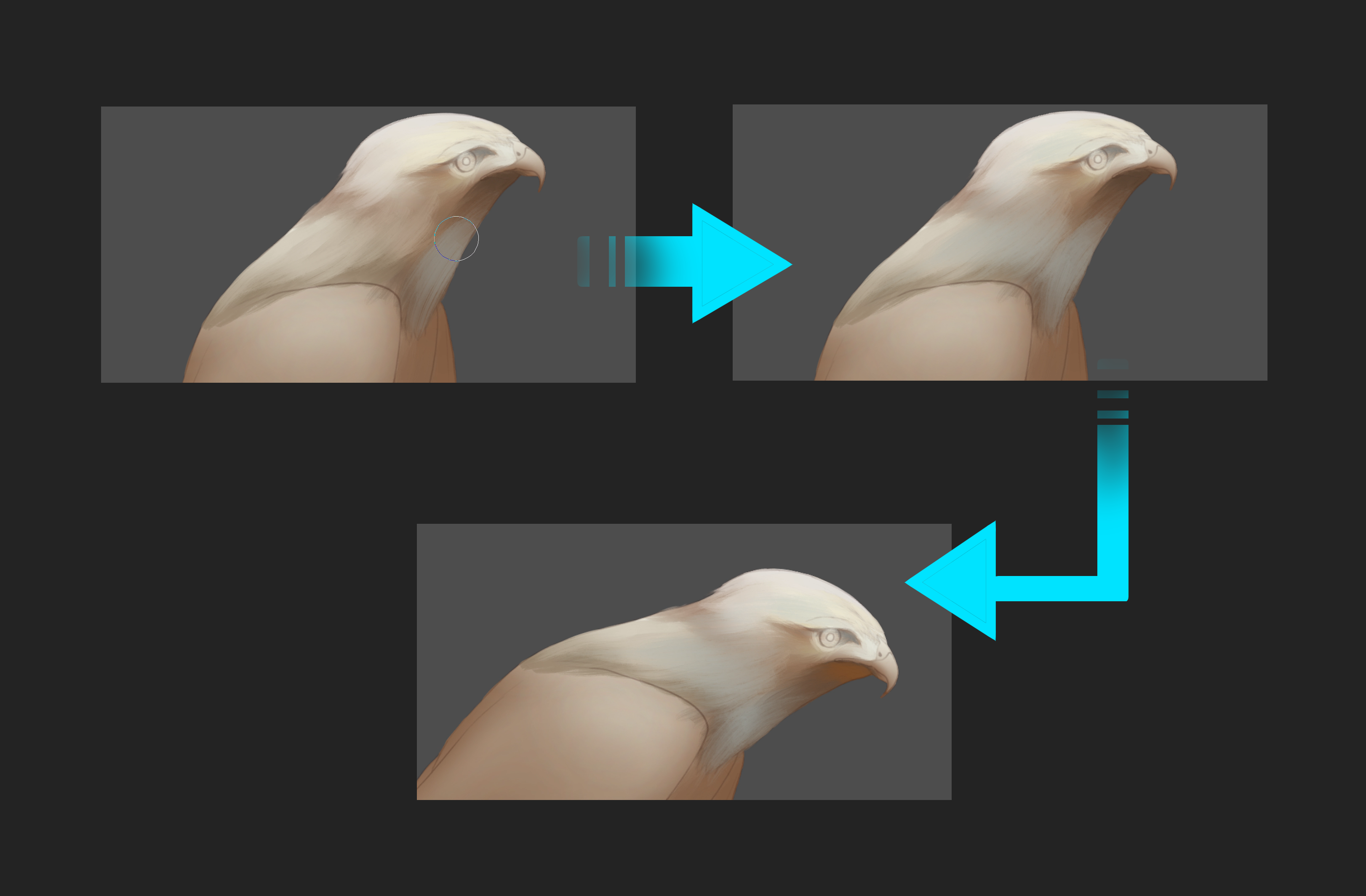 動物の王国を描く 鳥 By Wajiha Clip Studio Tips