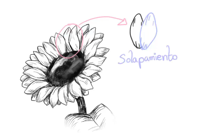 Tutoriales de  para dibujar flores con números