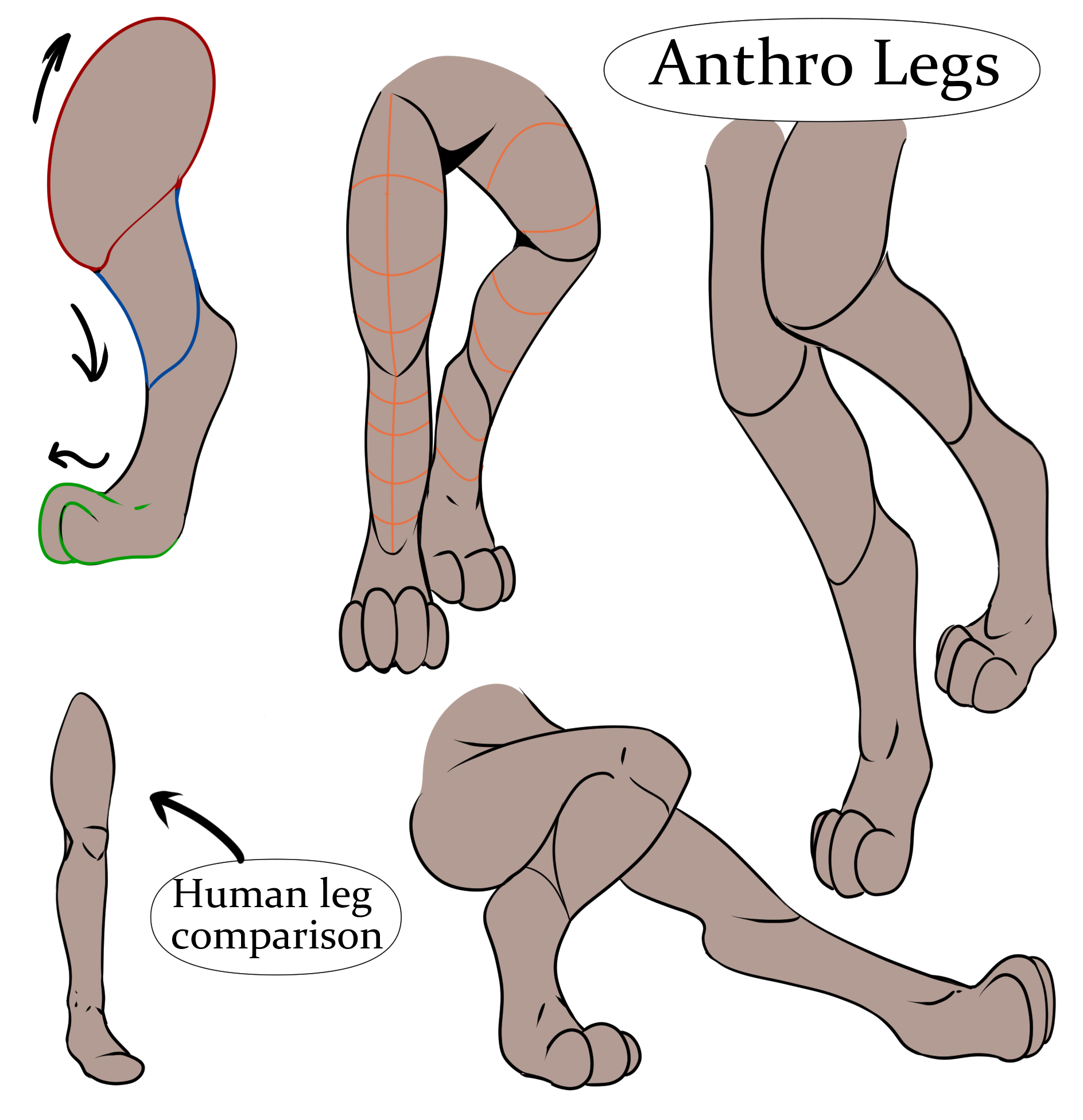 Drawing Anthropomorphic Animals By Herodraws Clip Studio Tips