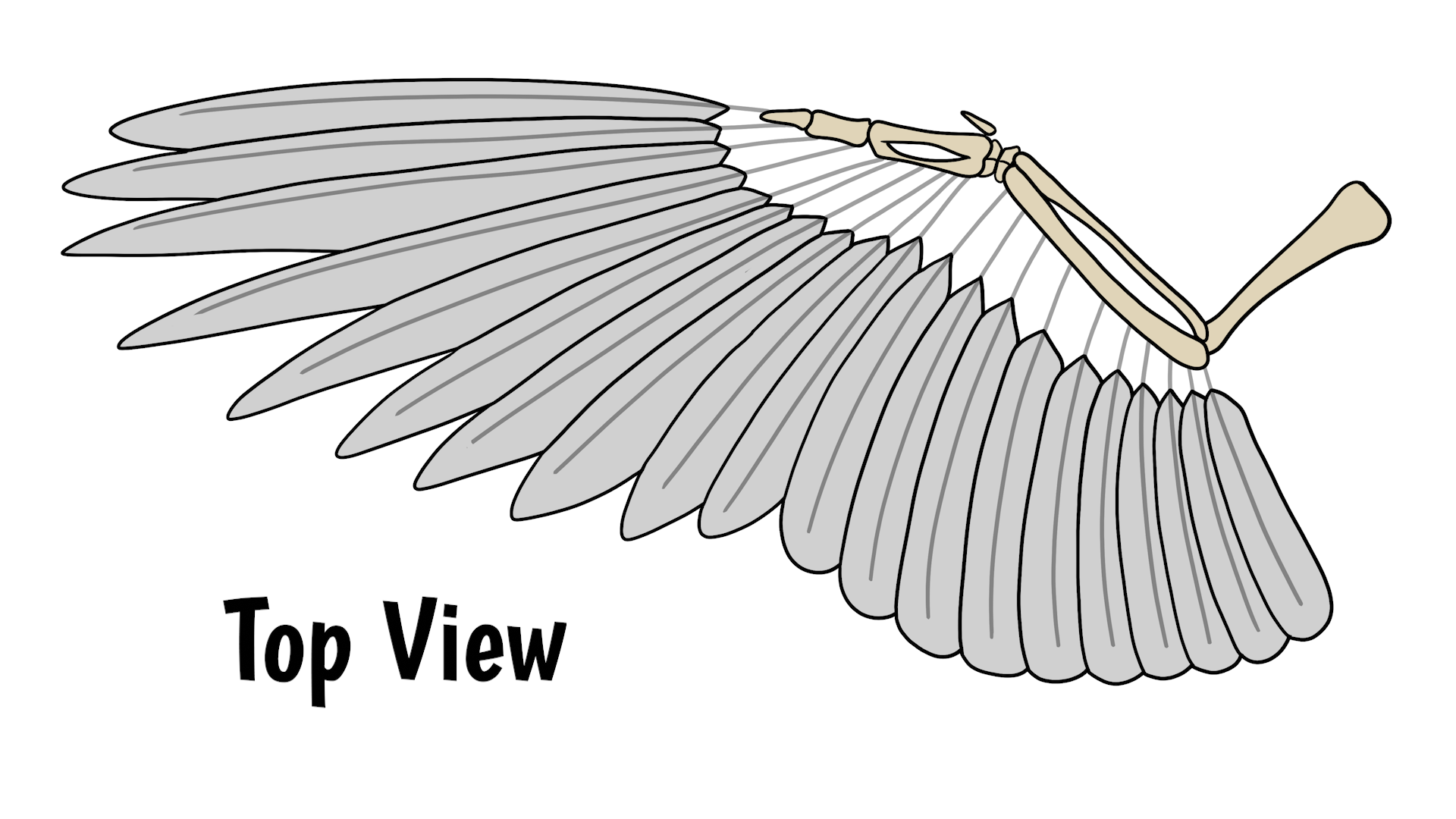 eagle wing folded