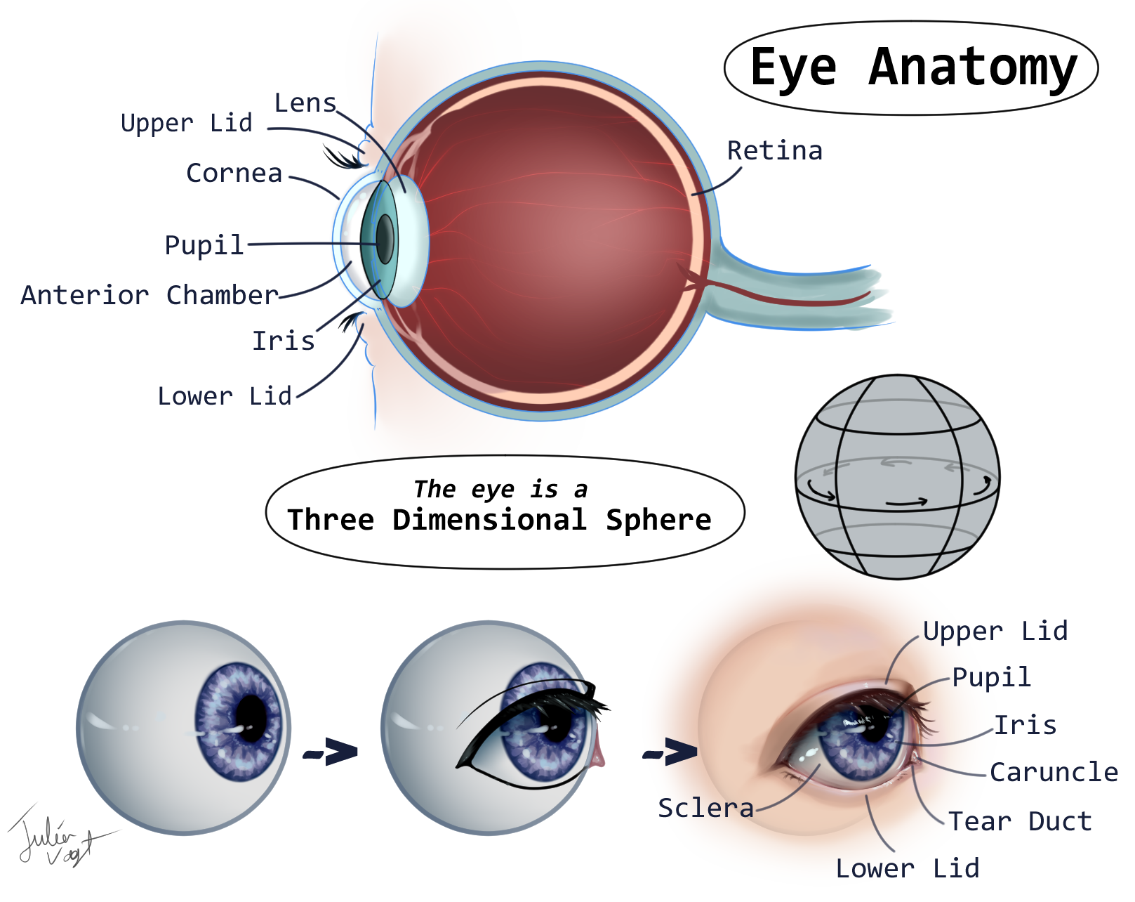 An easy guide to your eye's anatomy