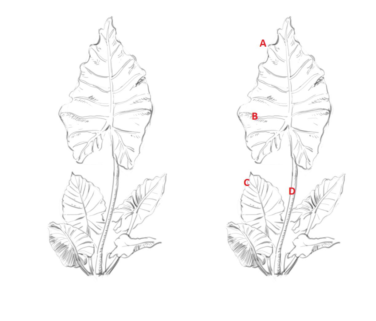 植物と花 研究 材料 およびテクニック By Iristray Clip Studio Tips