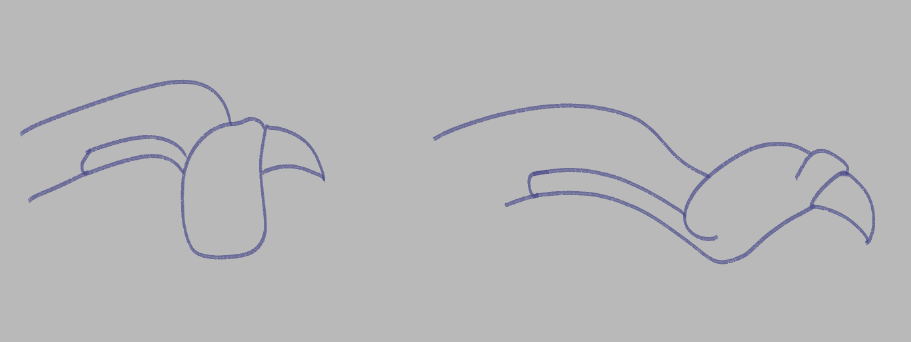 ライオンズの描き方 By Chrystianyaxche Clip Studio Tips