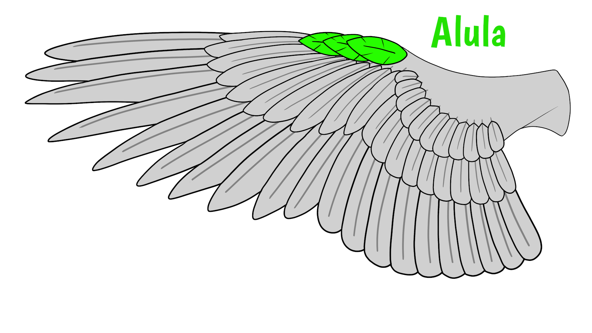 dove wings drawing